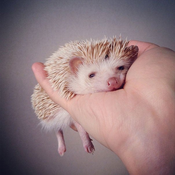 tilestwra.gr - cute hedgehog darcy darcytheflyinghedgehog 27 620x 25 σκαντζόχοιροι που υπόσχονται να σας φτιάξουν τη διάθεση!