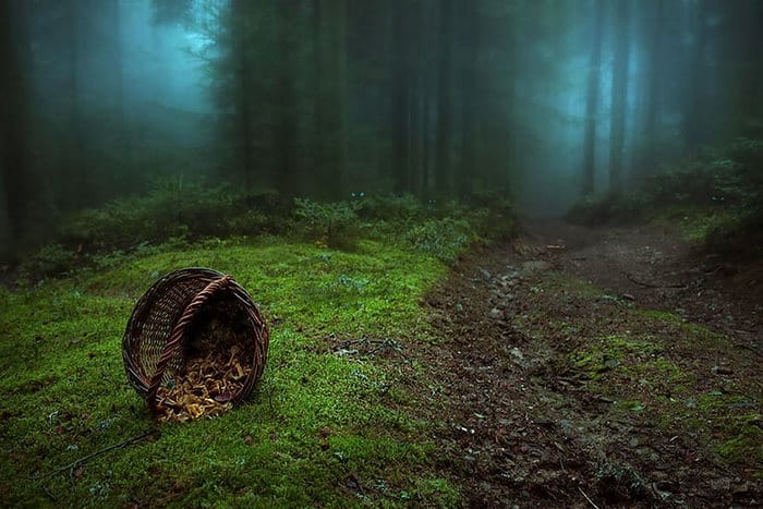 20 από τα ωραιότερα και πιο μυστηριώδη δάση στον κόσμο!