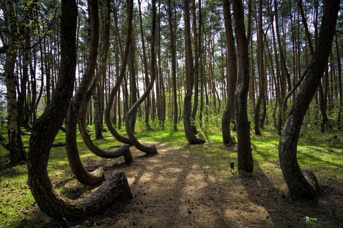 20 από τα ωραιότερα και πιο μυστηριώδη δάση στον κόσμο!