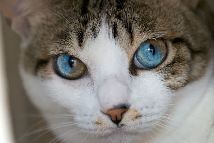 different eye color heterochromia 14 700