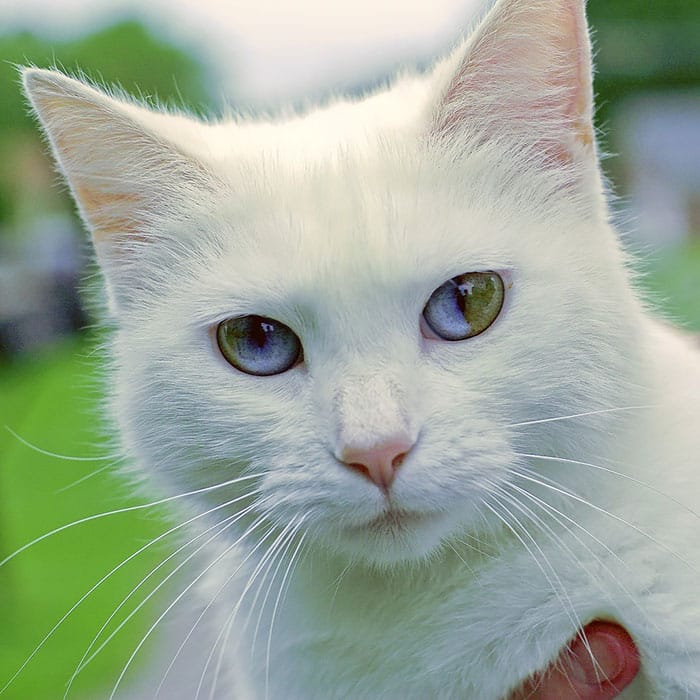 different eye color heterochromia 15 700