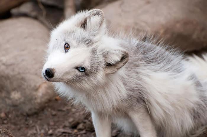 different eye color heterochromia 4 700