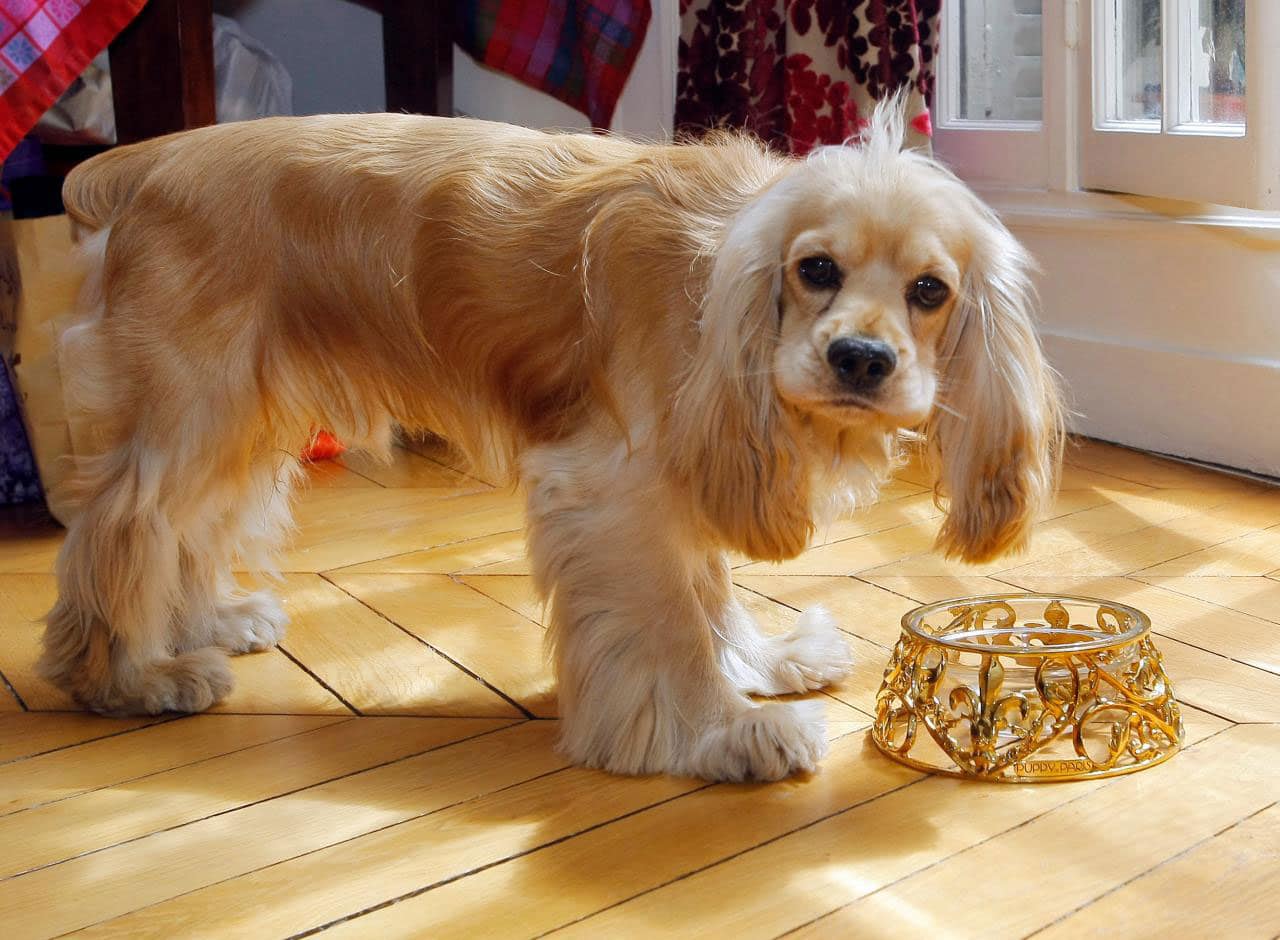 Gold-pet-bowl-L’Écuelle-Royale-3