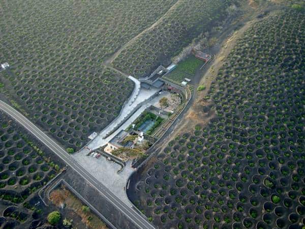 tilestwra.gr - Αμπελώνες μέσα σε ηφαιστειακή τέφρα!