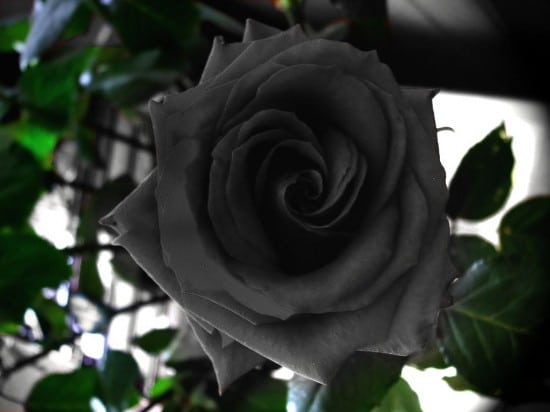 halfeti black roses 550x412 1