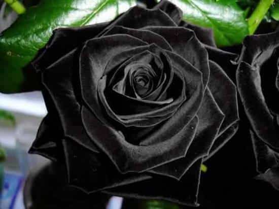 halfeti black roses2