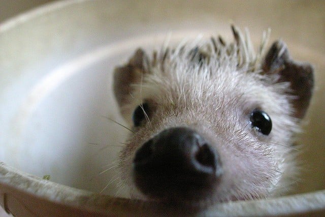 tilestwra.gr - hedgehog cute closeup 934x 25 σκαντζόχοιροι που υπόσχονται να σας φτιάξουν τη διάθεση!