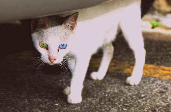 heterochromia animals different eye colors 3 700