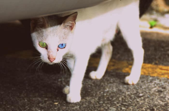 heterochromia animals different eye colors 3 700