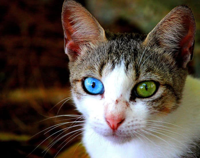 heterochromia animals different eye colors 5 700
