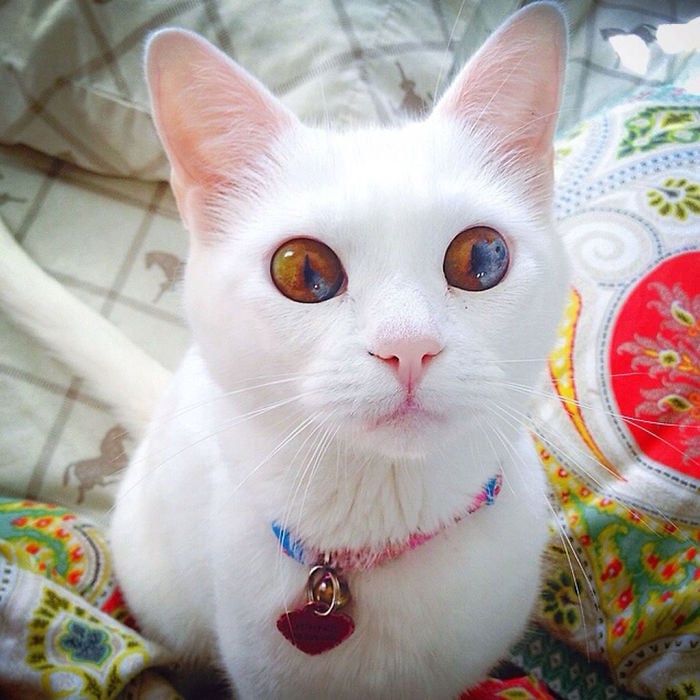 heterochromia cat 700