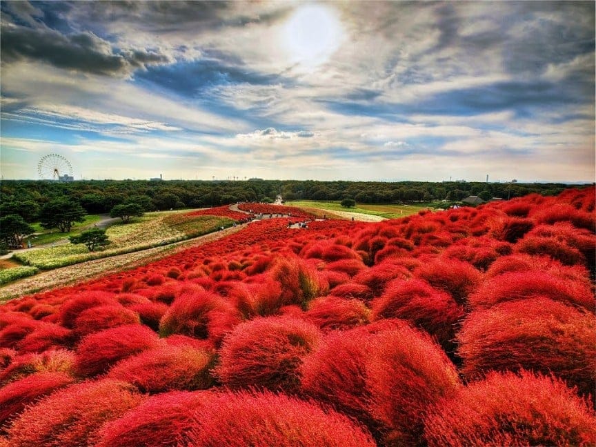 Hitachi Seaside Park