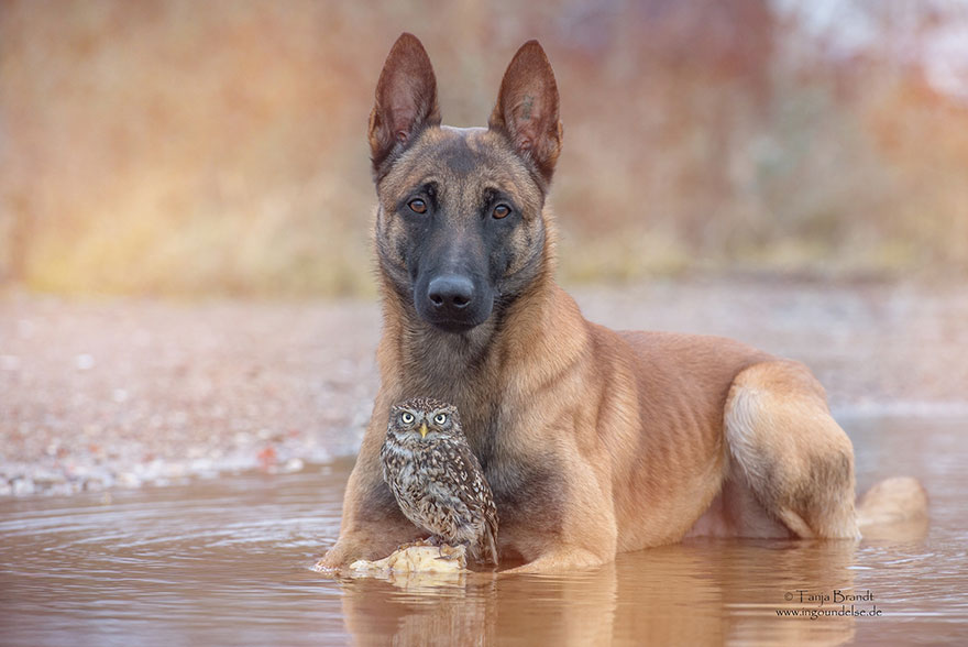 ingo-else-dog-owl-friendship-tanja-brandt-11