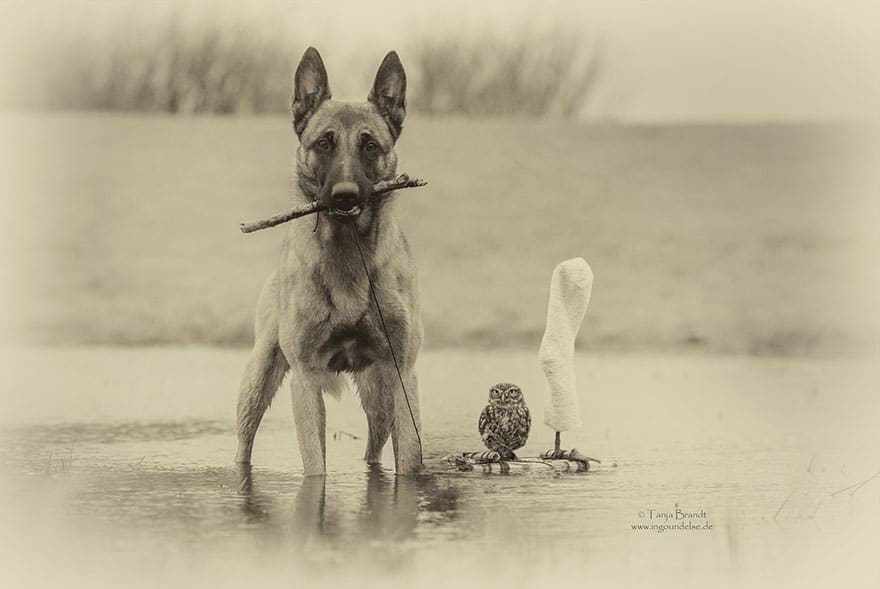 ingo-else-dog-owl-friendship-tanja-brandt-3