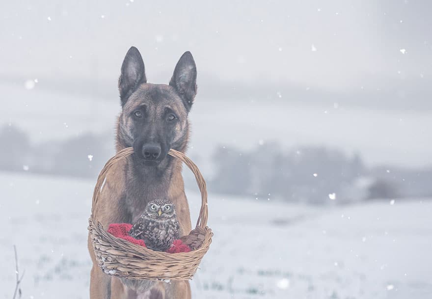 ingo-else-dog-owl-friendship-tanja-brandt-5