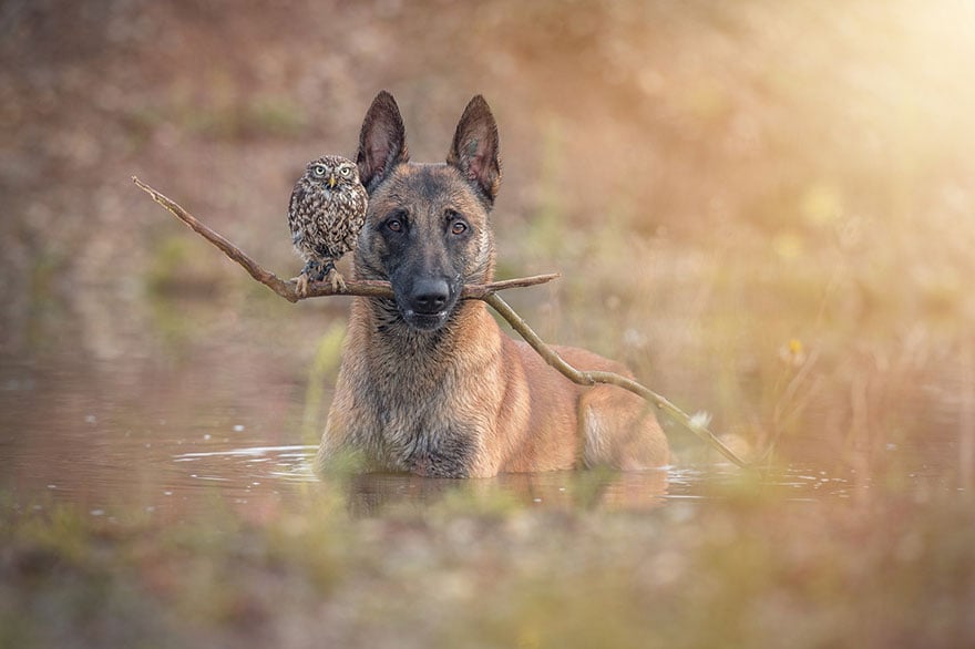 ingo-else-dog-owl-friendship-tanja-brandt-8