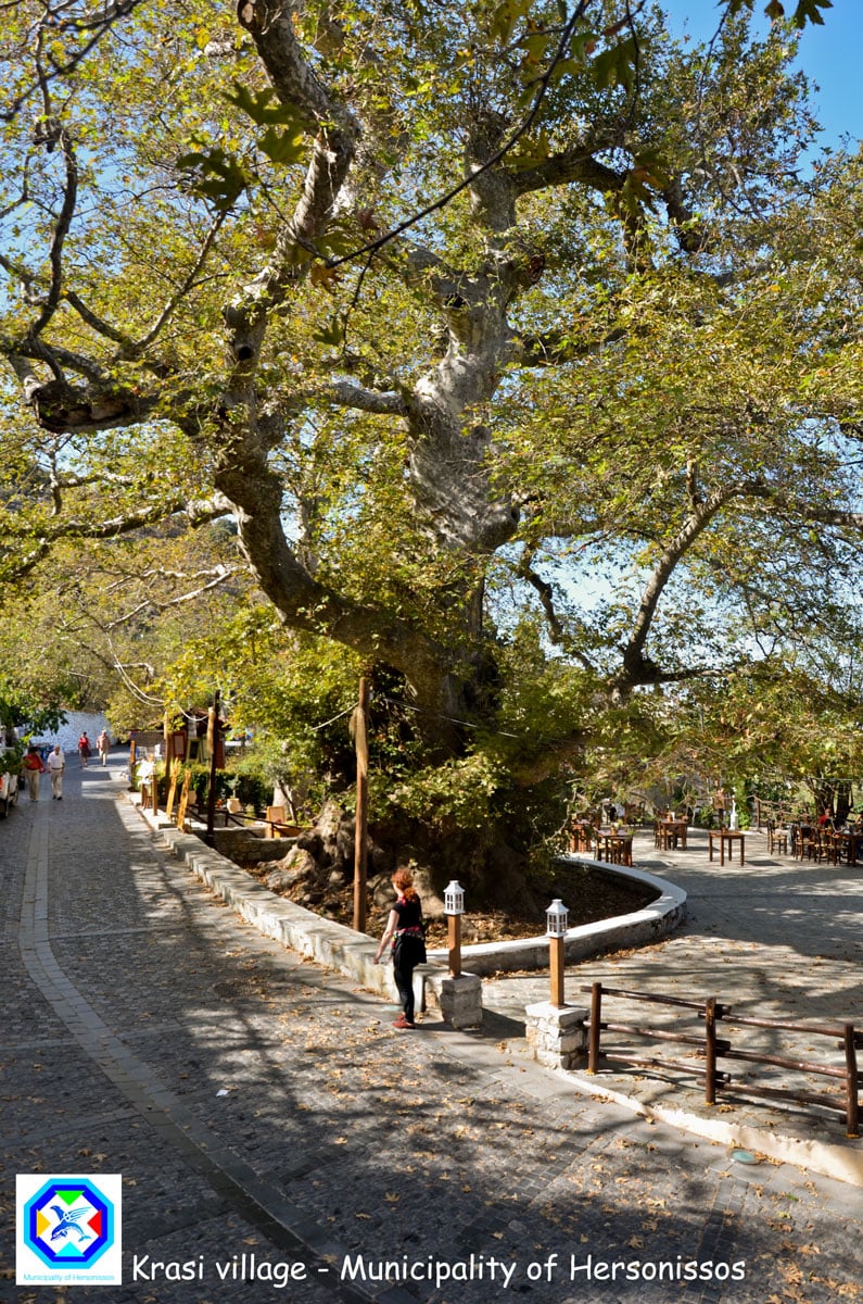 tilestwra.gr - Ο μεγαλύτερος πλάτανος στον κόσμο ,ηλικίας 2.400 χρόνων βρίσκεται στην Ελλάδα!