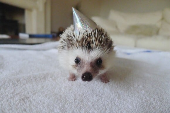 tilestwra.gr - l Party hat hedgehog 620x 25 σκαντζόχοιροι που υπόσχονται να σας φτιάξουν τη διάθεση!