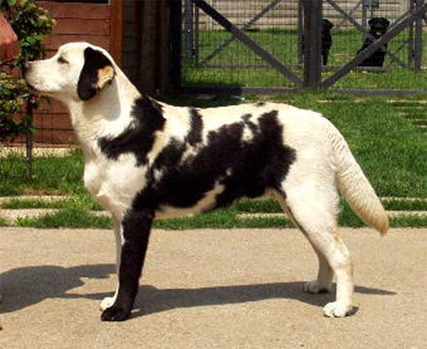 tilestwra.gr - markings 13 33 σκυλιά με τα πιο ασυνήθιστα τριχώματα! Το ένα καλύτερο απ το άλλο !!!