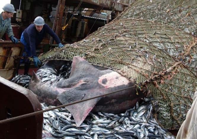 Μεγάλη ψαριά περιείχε κάτι απρόσμενο (4)