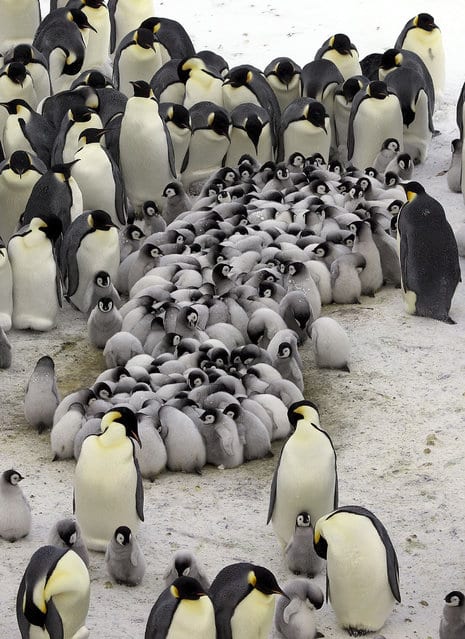 tilestwra.gr - Οι πιγκουίνοι ζεσταίνουν τα μωρά τους!