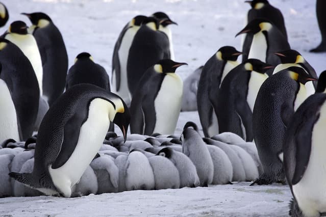 tilestwra.gr - Οι πιγκουίνοι ζεσταίνουν τα μωρά τους!