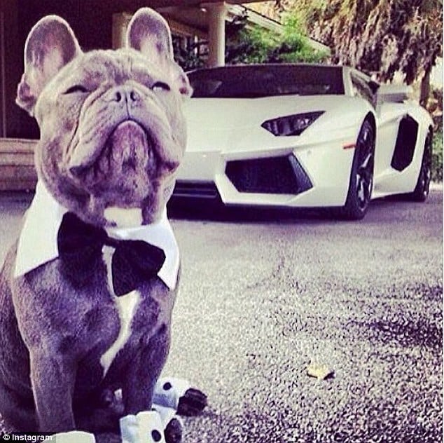 rich dog2