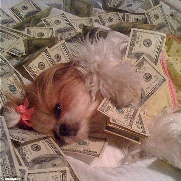 rich dog 1