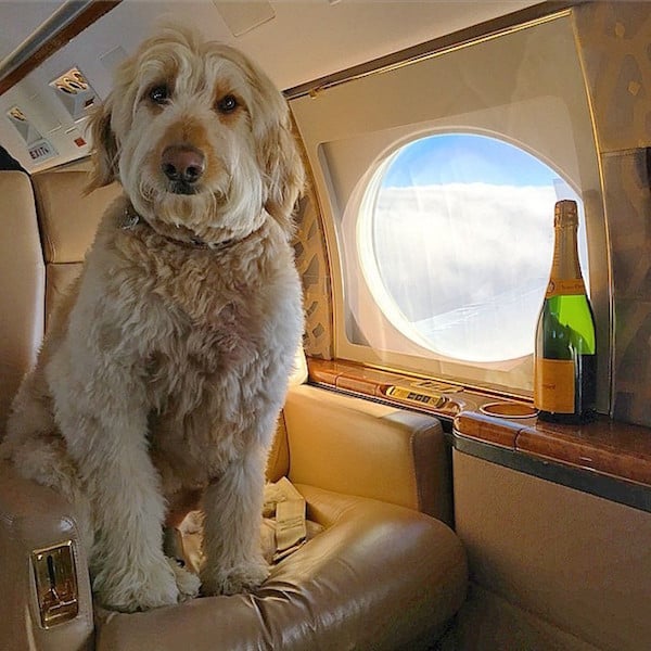 rich dog plane