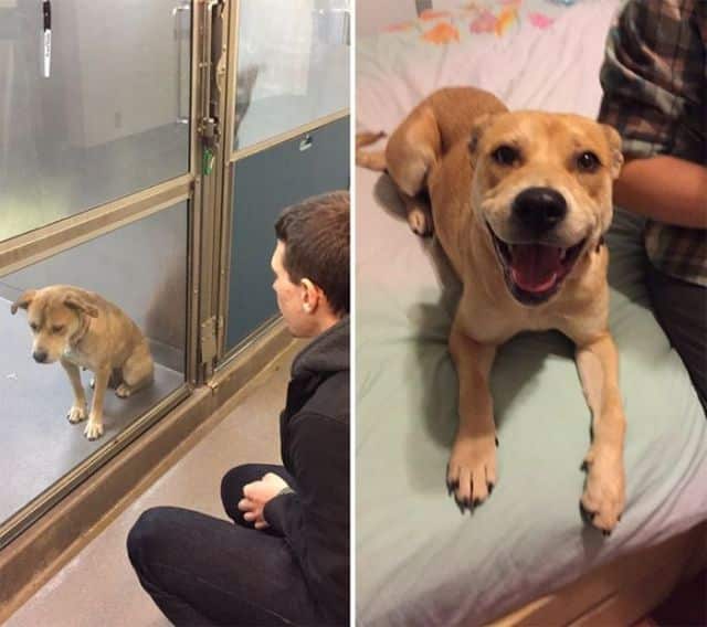shelter animals are visibly happier when they get a new home 640 08