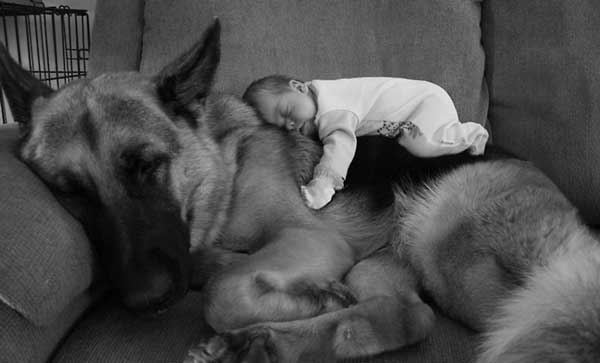 tilestwra.gr - skoloi1 Μεγάλα σκυλιά φροντίζουν μωρά! Μοναδικές εικόνες…