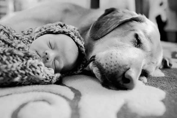 tilestwra.gr - skoloi11 Μεγάλα σκυλιά φροντίζουν μωρά! Μοναδικές εικόνες…