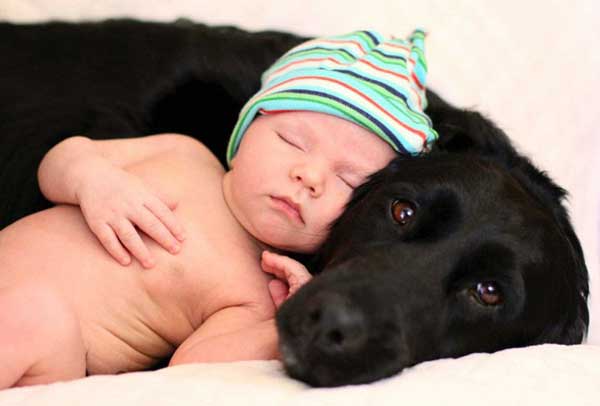 tilestwra.gr - skoloi12 Μεγάλα σκυλιά φροντίζουν μωρά! Μοναδικές εικόνες…
