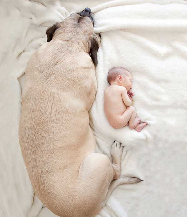 tilestwra.gr - skoloi14 Μεγάλα σκυλιά φροντίζουν μωρά! Μοναδικές εικόνες…
