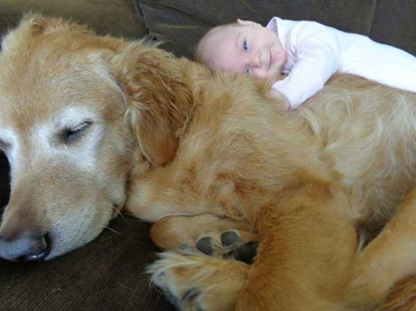 tilestwra.gr - skoloi3 Μεγάλα σκυλιά φροντίζουν μωρά! Μοναδικές εικόνες…