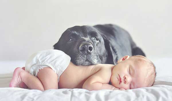 tilestwra.gr - skoloi61 Μεγάλα σκυλιά φροντίζουν μωρά! Μοναδικές εικόνες…