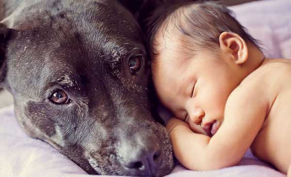 tilestwra.gr - skoloi8 Μεγάλα σκυλιά φροντίζουν μωρά! Μοναδικές εικόνες…