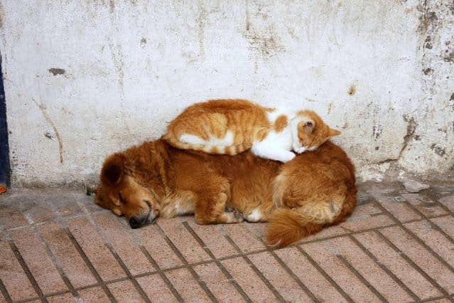 tilestwra.gr - Τα ζώα ειδικεύονται στην... τέχνη του ύπνου!