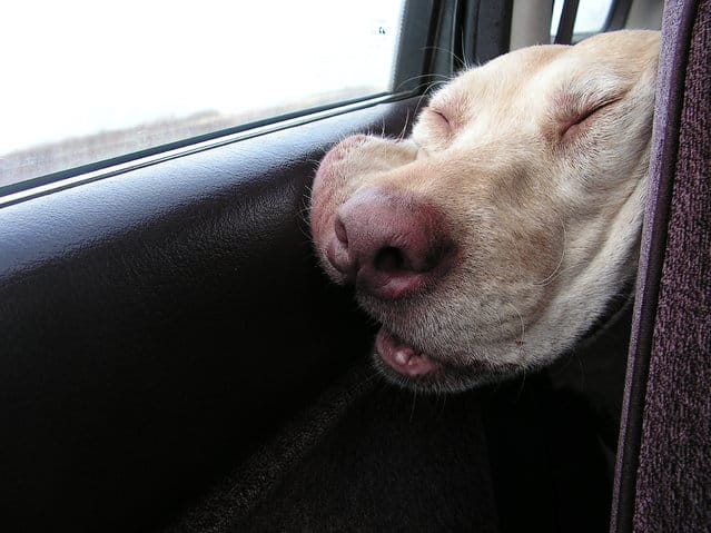 tilestwra.gr - Τα ζώα ειδικεύονται στην... τέχνη του ύπνου!