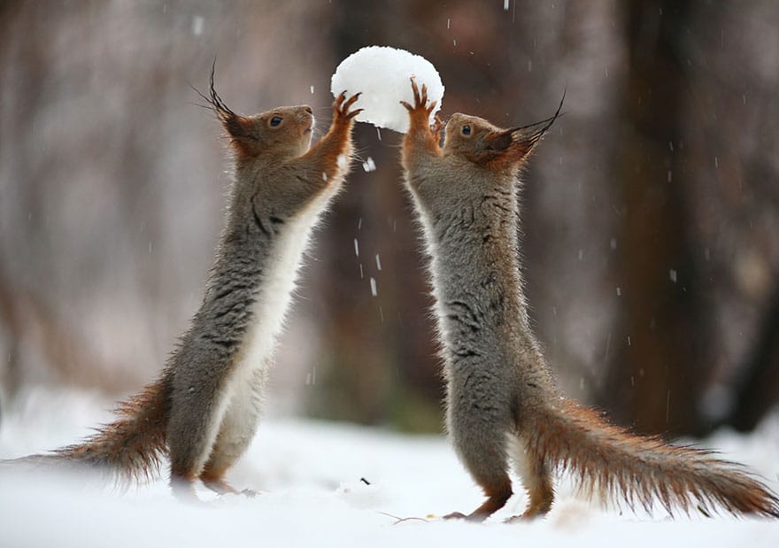 squirrel-photography-russia-vadim-trunov-1