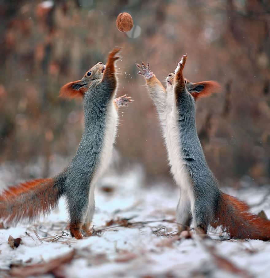 squirrel-photography-russia-vadim-trunov-11