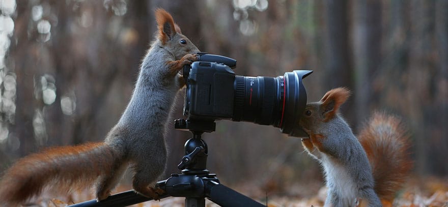 squirrel-photography-russia-vadim-trunov-13