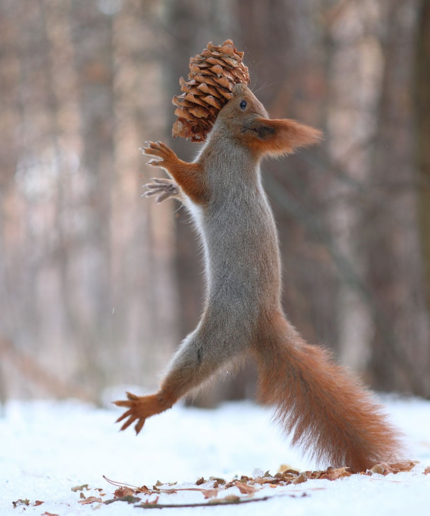 squirrel-photography-russia-vadim-trunov-14