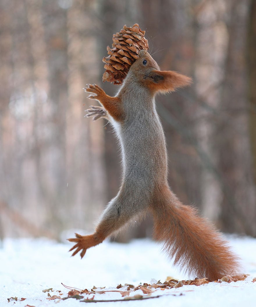 squirrel-photography-russia-vadim-trunov-14