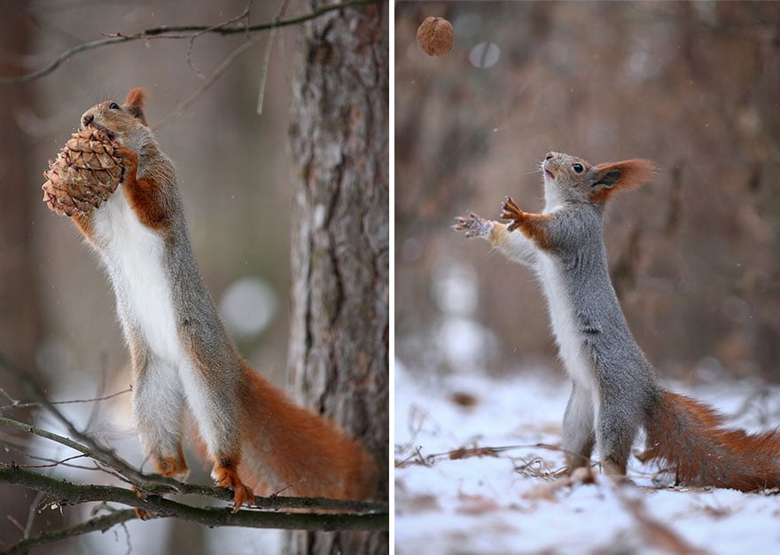 squirrel-photography-russia-vadim-trunov-15