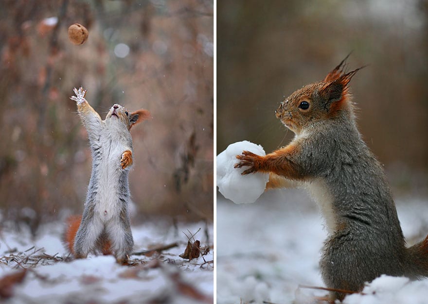 squirrel-photography-russia-vadim-trunov-17