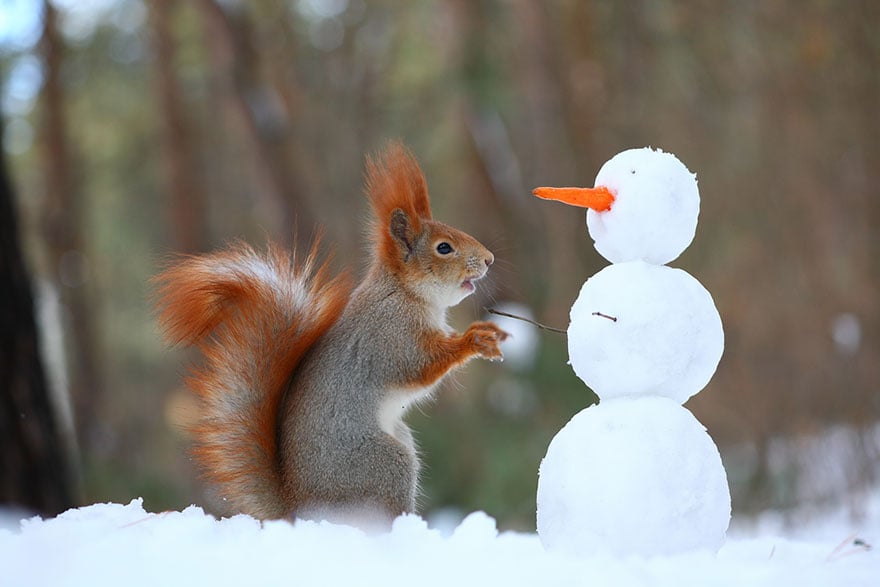 squirrel-photography-russia-vadim-trunov-3