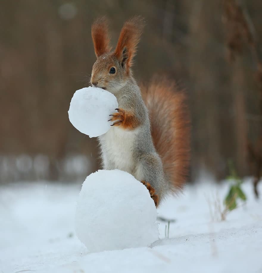 squirrel-photography-russia-vadim-trunov-4