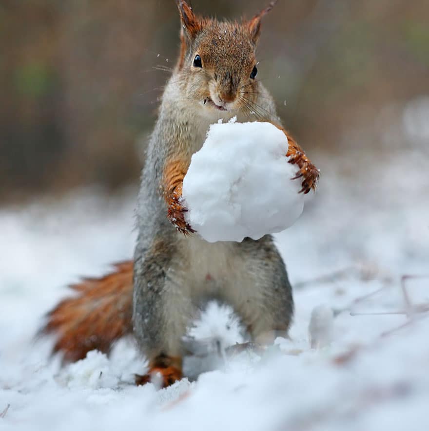 squirrel-photography-russia-vadim-trunov-5