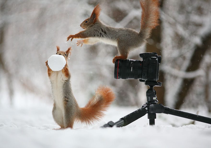 squirrel-photography-russia-vadim-trunov-6